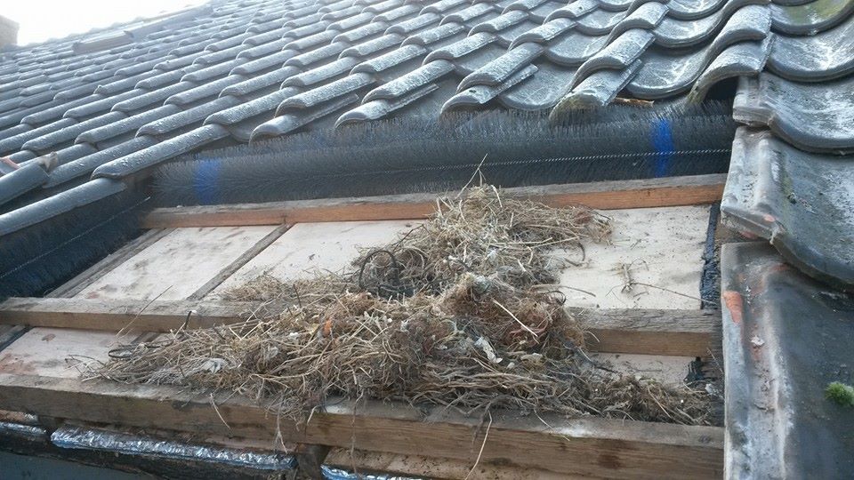 Woningstichting Woonschakel. 400 daken mussennesten afbakenen voor dakisolatie 5 maart1
